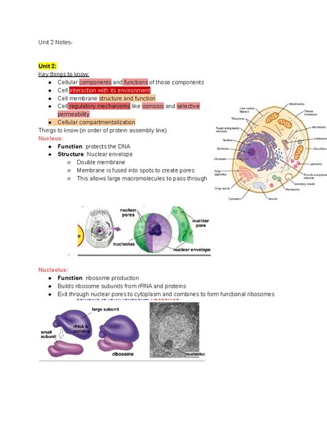 AP Bio Unit 2 - ap bio unit 2 summary notes - Unit 2 Notes- Unit 2: Key ...