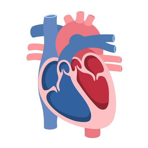 Why No Caffeine Before Calcium Scoring: A Guide to Accurate Results - Ezra
