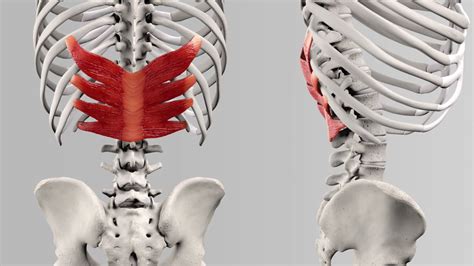 Serratus Posterior And Anterior