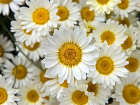 Yellow and White Flower Wallpapers - Top Free Yellow and White Flower ...