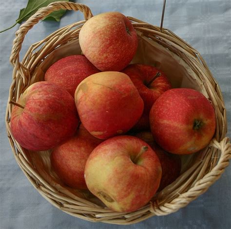 Image result for Apple Basic Programming Example