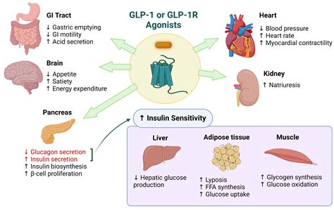 What Happens If You Inject Glp1 Into Muscle