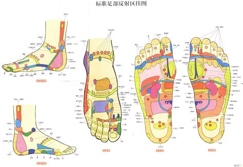 足部反射区与足部穴位有什么区别？-