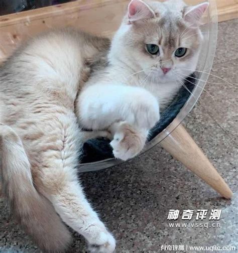 为什么说养猫最好养金渐层？盘点金渐层猫的优点 - 胖萌舍宠物网