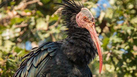 15 Types of Cranes: Species, Facts and Pictures