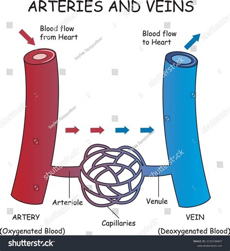 Arterie Vs Vein: Over 28 Royalty-Free Licensable Stock Illustrations ...