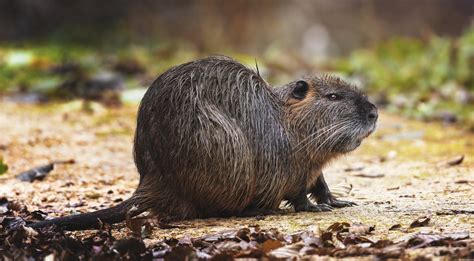 Invasive Species Profile: Nutria (Myocastor coypu) – Herrera