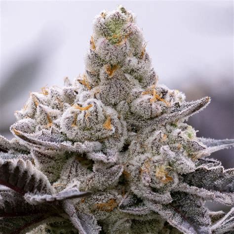 Alien Genetics 的图像结果