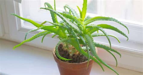 Grow Aloe Vera Like a Pro: Care Tips That Actually Work – Snappy Living