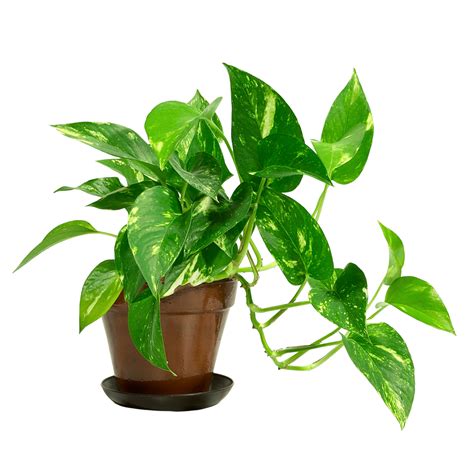 Everything you Need to Know about the Devil's Ivy | Bloomsapce