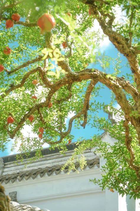 Image result for Sesame Tree Tumblr