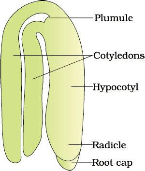 Mnemonics Sexual Reproduction in Flowering Plants - Biology Class 12