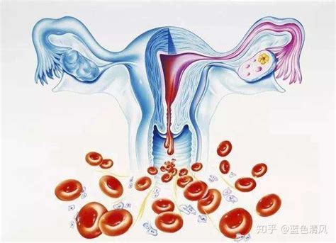 子宫内膜的周期性变化 - 知乎