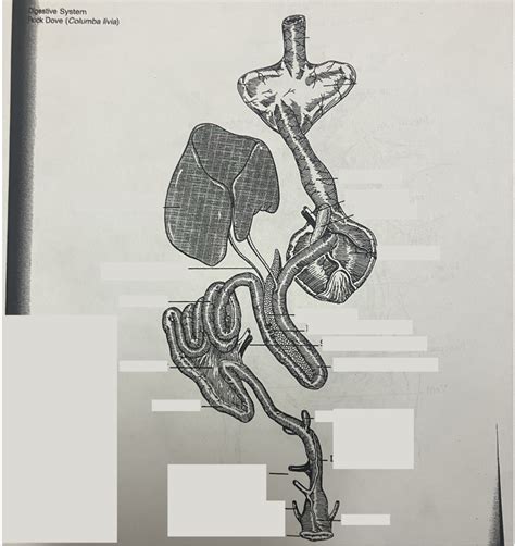 Image result for Bird Digestive System