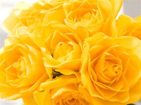 Yellow Roses Wallpapers - Wallpaper Cave