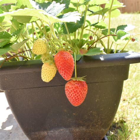 Strawberries In Containers Zone 4 at Rachel Vance blog