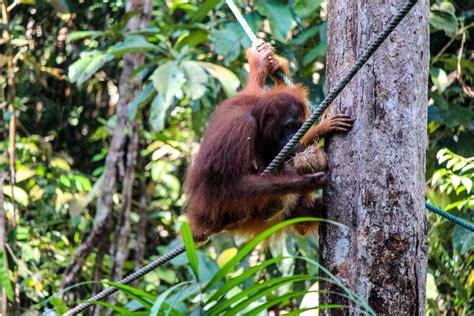 All about Orangutans | Practical Guide