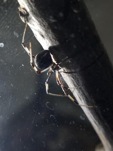What's the best way to tell the difference between a brown widow and ...