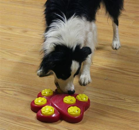 Image result for Interactive Games for Dogs