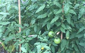 Image result for Garden Gem Tomatoes