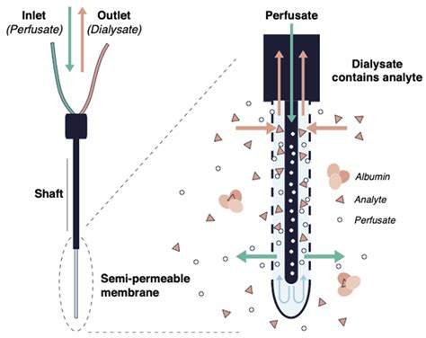 Protein Binding in Translational Antimicrobial Development-Focus on ...