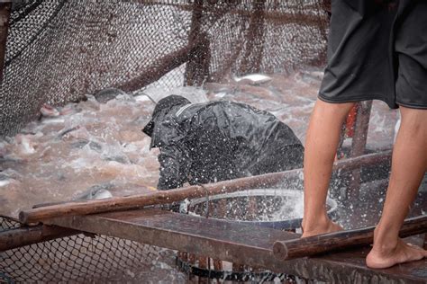 Do Fish Feel Pain When They Get Hooked & Is Fishing Cruel? - GenV