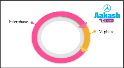 Chromatin - Meaning, Cell Cycle, DNA Structure & Nucleosome - Biology ...