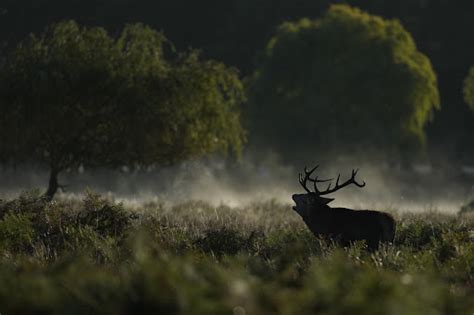 Britain Deer Culling - BetaRS