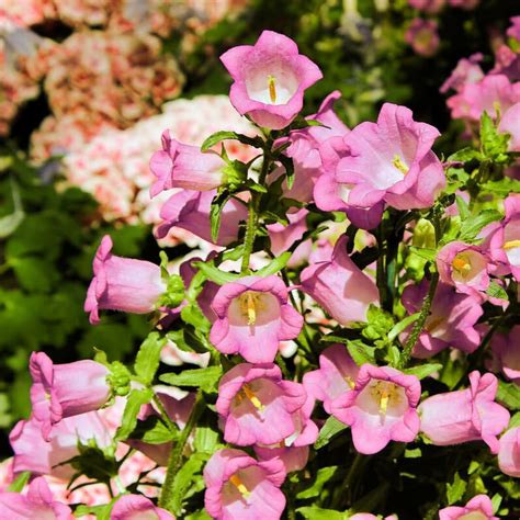 Amazon.com : CHUXAY GARDEN Pink Canterbury Bells Seeds for Planting ...
