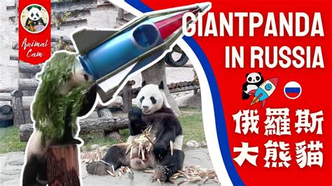 大熊猫“丁丁”和“如意”在俄罗斯过春节 - 哔哩哔哩