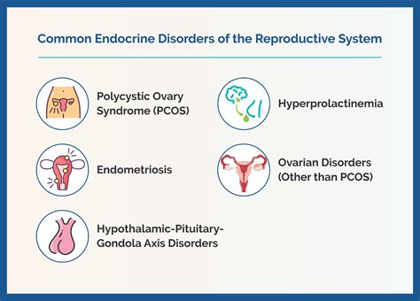 Understanding Common Disorders Of The Reproductive System