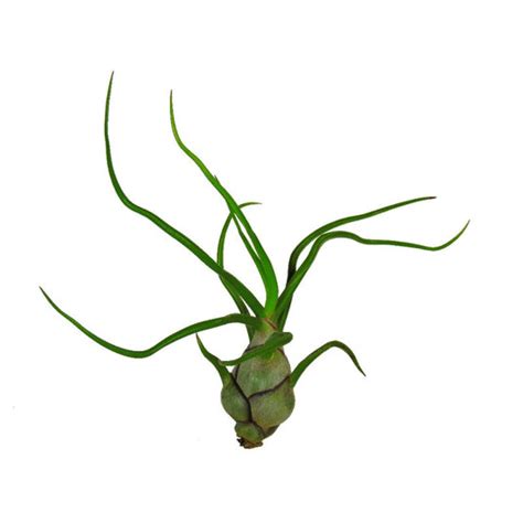 Buy Tillandsia Bulbosa Air Plants online at best price
