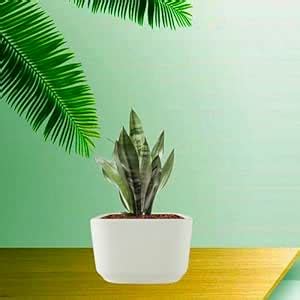 Lasaki Square Menon Medium White Ceramic Pots for Indoor Plants ...