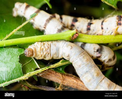 macro close upf of a silkworm (Bombyx mori - domestic silk moth) eating ...
