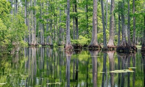 Image result for The Notebook Lake Scene