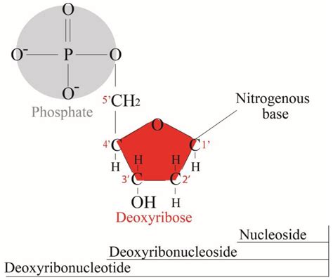 Deoxyribose Structure Linear