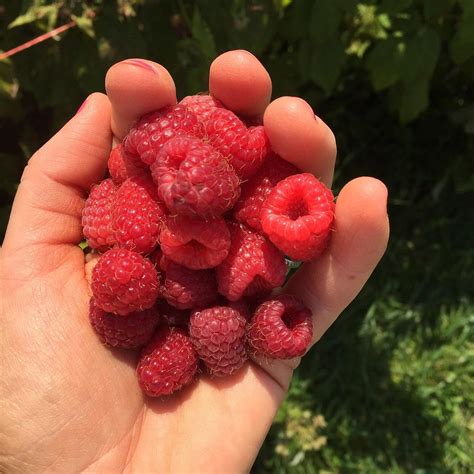 Berryhill Farm (Xenia) - All You Need to Know BEFORE You Go