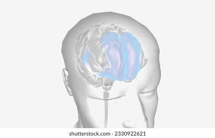 Image result for Prefrontal Cortex Brain Drawing