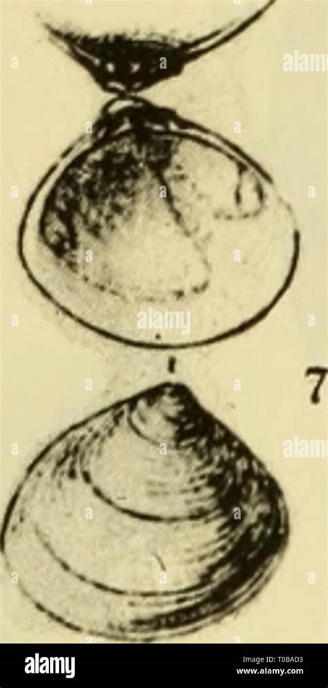 Image result for Marine Shells