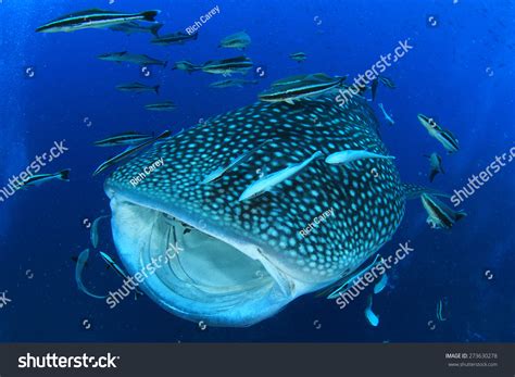 Whale Shark Mouth Open Stock Photo 273630278 | Shutterstock