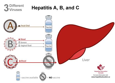 Hepatitis Education Canada | Programme canadien d’éducation sur l’hépatite