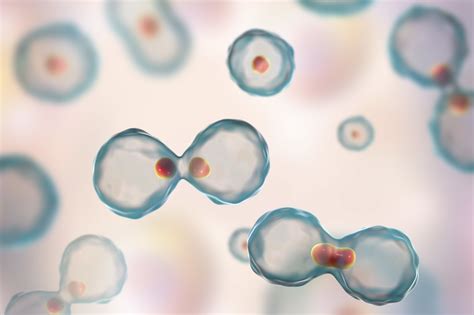 Meiosis Stages Under Microscope