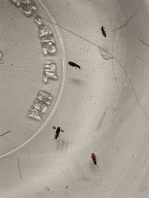 Grain beetles - PEST CONTROL CANADA