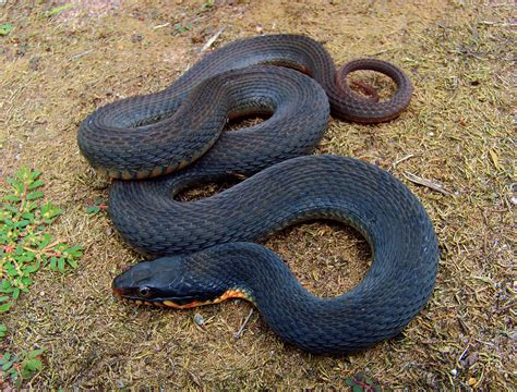 These Are the Snakes You'll Find in the Arkansas River - A-Z Animals