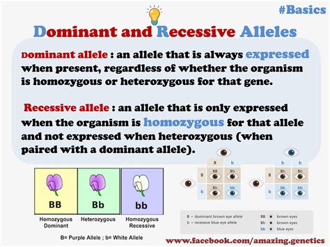 Homozygous Dominant Definition
