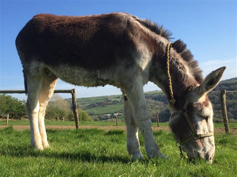 Dinky Donks on Twitter | Mammoth jackstock, Breeds, Mammoth