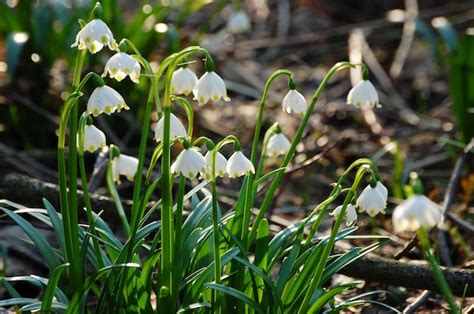 Image result for Spring Winter Snowflake