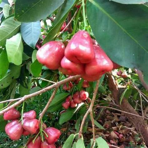Growleaf Nursary Live Sweet Red Gulab Jamun/Rose Apple Jamun Plant ...