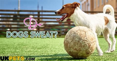 Do Dogs Sweat? | UKPets