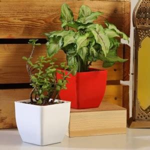 Green Trade Money Plant Price in India - Buy Green Trade Money Plant ...